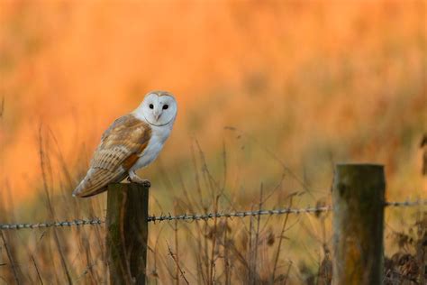 Where Do Barn Owls Live Habitat Distribution Birdfact 58 Off