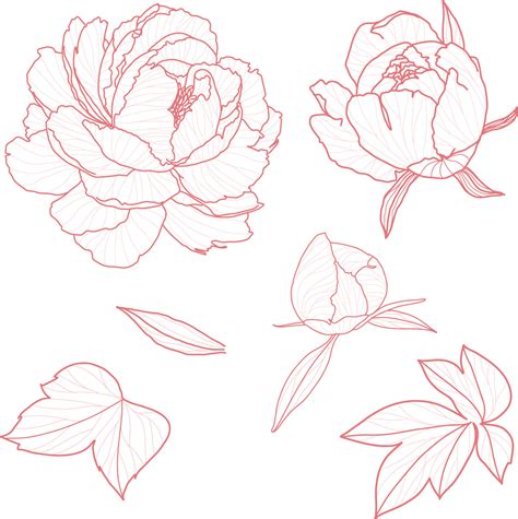 Set 1 Of Isolated Peony Ihand Drawn Flower Vector Illustration 6575334