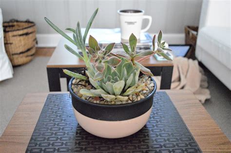 Check out my list of the 15 best low light indoor plants! Sylvan Park Life: My Favorite Non-toxic Indoor Plants