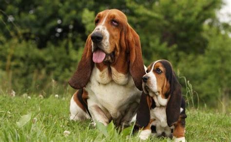 Basset Hound Weight Height Behavior And Appearance Pettime