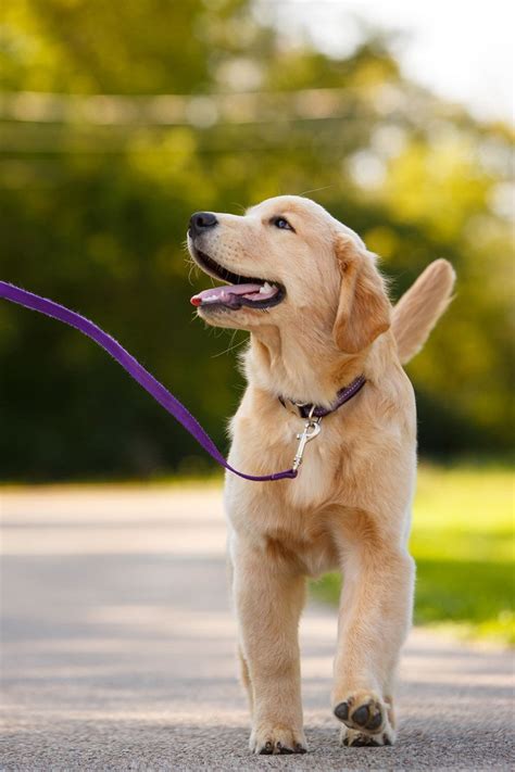 Daily Dose July 3 2020 Walking The Dog Golden Retriever Puppy