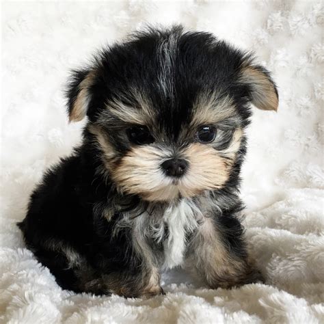 We understand that adopting a puppy is a huge responsibility, so don't be afraid to give us a call! Teacup Morkie Puppy For Sale!! | iHeartTeacups