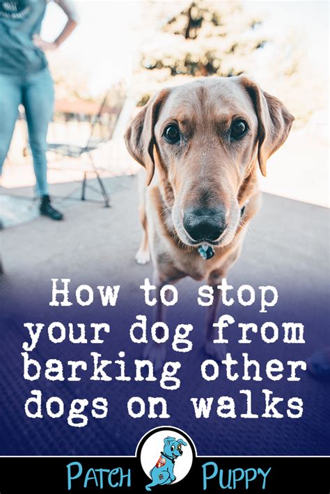 How To Stop My Dog Barking When Out Walking Easiest
