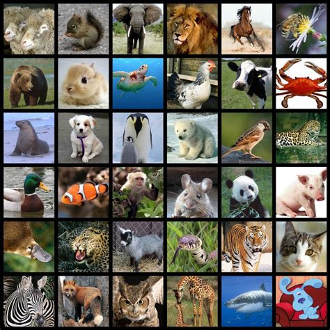 Biodiversidad Los Animales