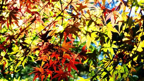 🥇 Autumn Season Leaves Sunlight Maple Leaf Branches Wallpaper 22834