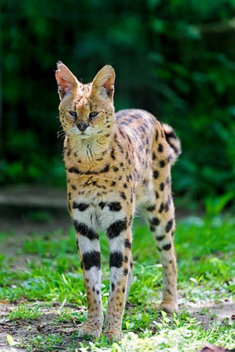 Get To Know The Serval Cat The Most Popular Exotic Pet