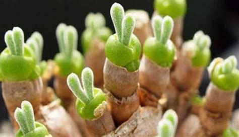 These Unusual ‘bunny Ear Succulents Are A Great Addition To Your Garden Inner Strength Zone