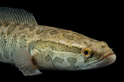 Northern Snakehead A Fish That Can Survive On Land And How Does The