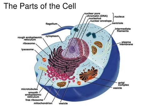 What Are The Parts Of Animal Cell And Their Functions Image Result