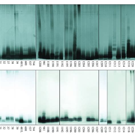 Silver Stained SDS PAGE A And Lectin Blotting Analysis B Of The