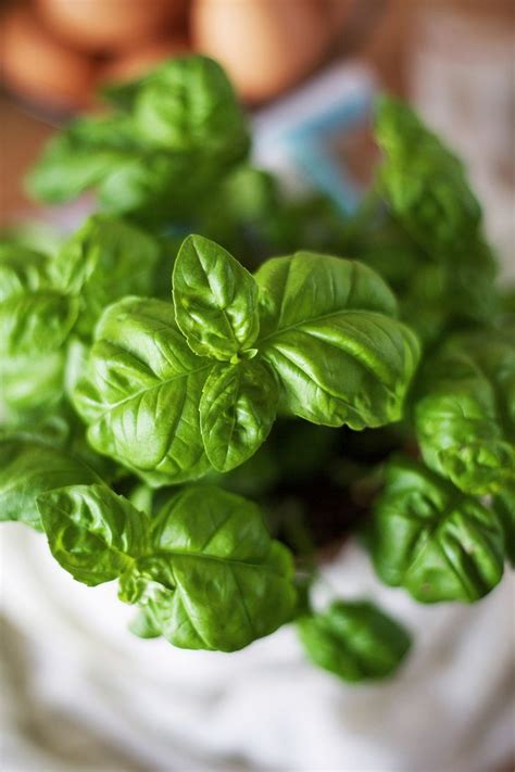 6 Basil Varieties And What You Should Know About Them