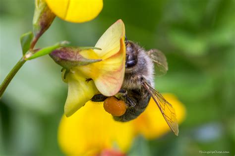 Honey bee was a film strictly made only to youths and it was these youths, who made the film a hit. Pollen Baskets