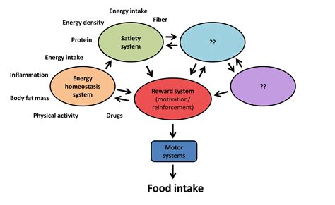 Whole Health Source Why Do We Eat A Neurobiological Perspective Part Iii