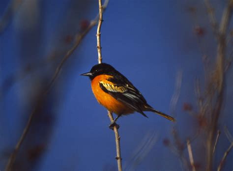 Free picture: male, northern oriole, icterus galbula, branch