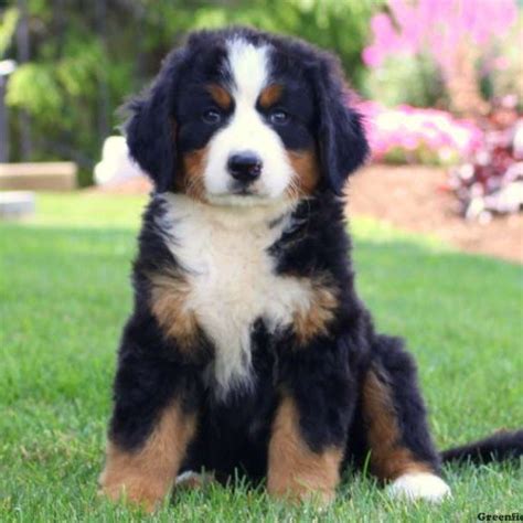 Father was a traveling man. Bernese Mountain Dog Puppies For Sale | Greenfield Puppies