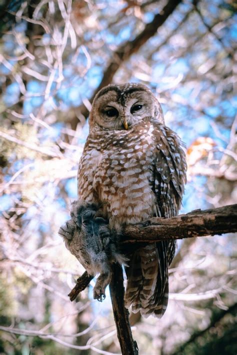 Datos Curiosos De BÚhos 🦉 ¡descubre Las Sorprendentes Peculiaridades De