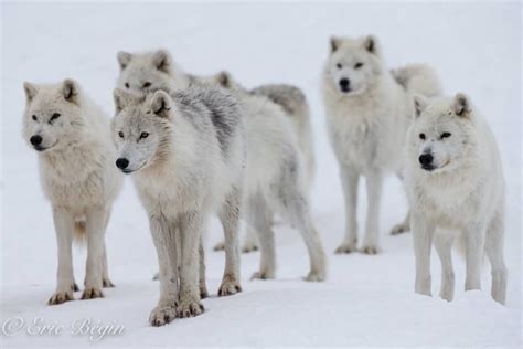 Arctic Wolf Pack Julie Lebel Photo Artic Wolf Arctic Animals Nature