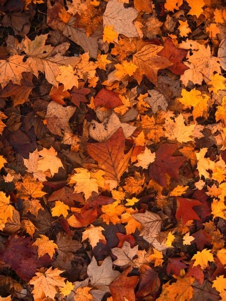 Fall Foliage Autumn Leaves Photos In  Format Free And Easy Download
