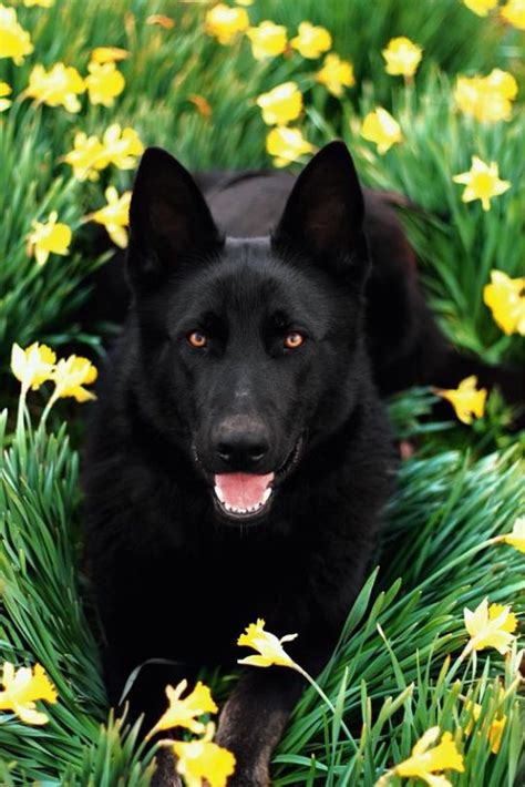 ℭ𝔞𝔯𝔭𝔢 𝔇𝔦𝔢𝔪 ☼ Black German Shepherd Black German Shepherd Dog
