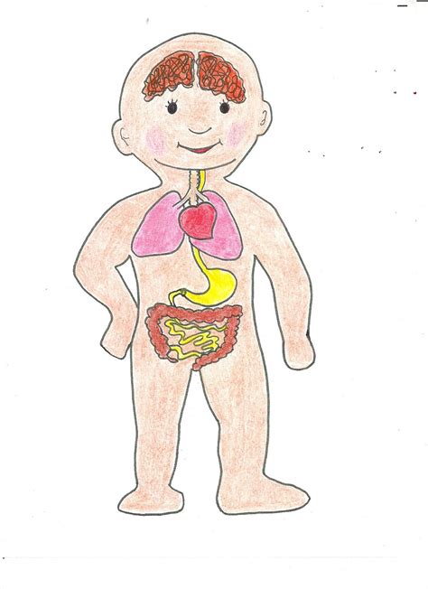 Dibujo Organos Internos Del Cuerpo Humano Para Niños Imagui