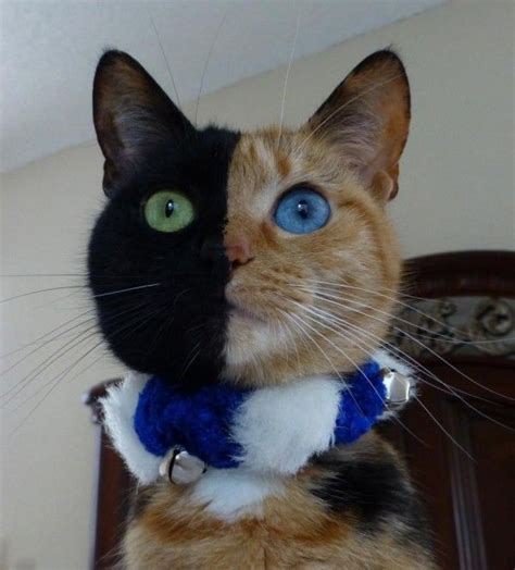 17 Best Images About Chimera Cat On Pinterest Fraternal