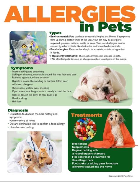 How To Treat The Different Types Of Allergies In Dogs And Cats