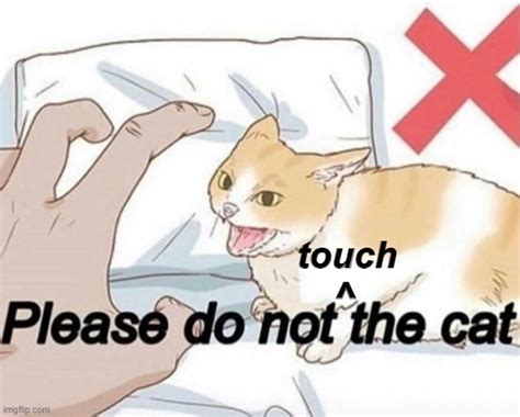 Please Do Not The Cat Imgflip