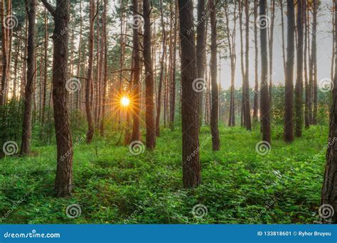 Sunset Sunrise Sun Sunshine Shining Through Pine Trees In Sunny Stock
