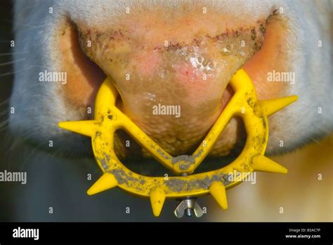 Cow With Nose Ring Stock Photo Alamy