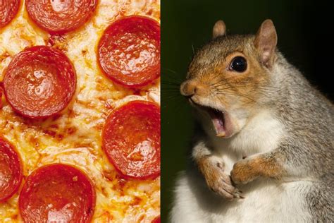 Pizza Eating Squirrel Spotted In Jamaica Plain