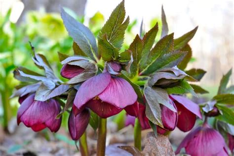 11 Reasons To Smile Spuds Shoots Hellebores A Way To Garden