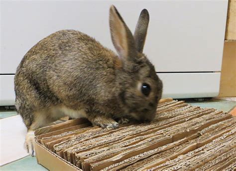 Diy Cardboard Shreddable Mat For Rabbits The Rabbit House