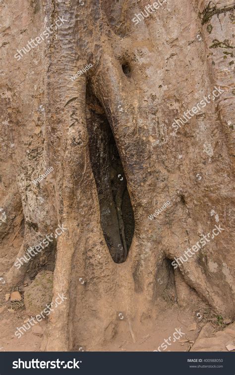 Close Tree Like Female Genital Pussy Stock Photo Shutterstock