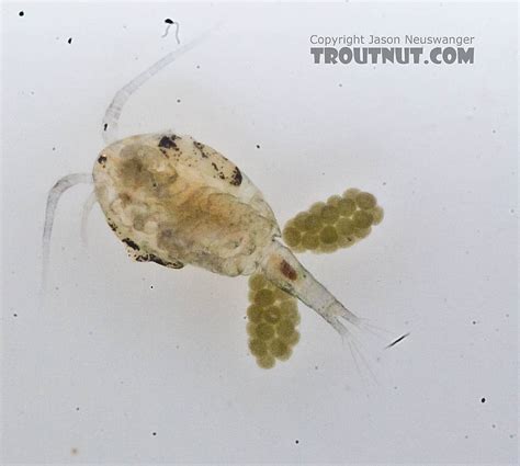 Female Copepoda Copepods Arthropod Adult Pictures