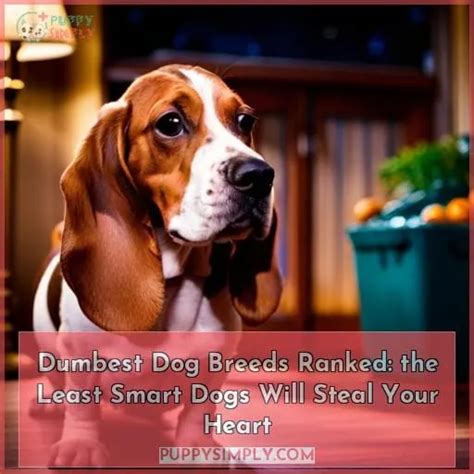 Dumbest Dog Breeds Ranked The Least Smart Dogs Will Steal Your Heart