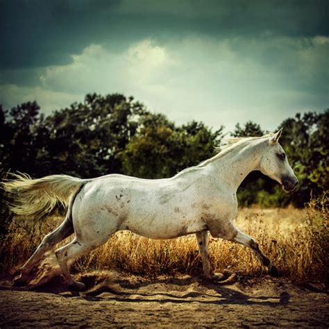 White Horse Runs Gallop 54ka Photo Blog