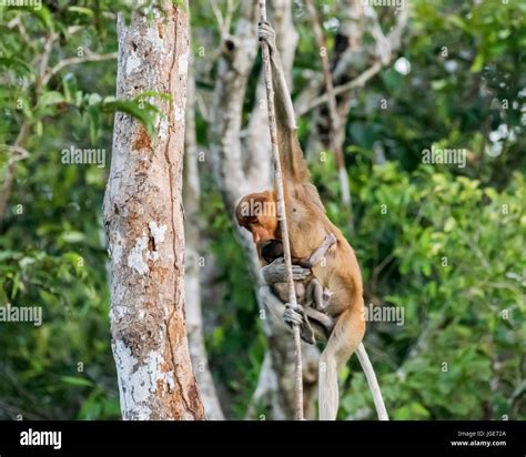 Mother Proboscis Monkey And Small Baby Swinging Through The Trees