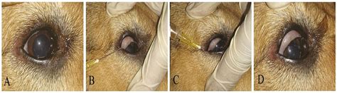 What Is An Eye Ulcer In A Dog