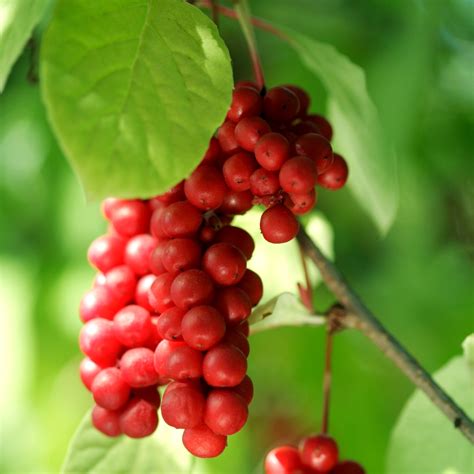 Ginseng (/ ˈ dʒ ɪ n s ɛ ŋ /) is the root of plants in the genus panax, such as korean ginseng (), south china ginseng (p. Schisandra, Schisandra Berry seeds - Schisandra chinensis ...