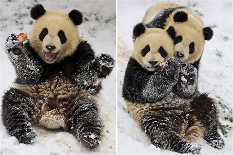 This Adorable Young Panda Is Seen Popping Out For Its First Taste Of