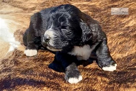 The saint berdoodle might just be the perfect dog for you. Luna: Saint Berdoodle - St. Berdoodle puppy for sale near Dallas / Fort Worth, Texas. | f2ce2d67 ...