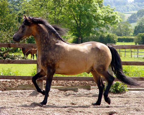 Horses with the roan pattern have an even mixture of white and colored hairs in the coat. Buckskin Horse Facts with Pictures | HorseBreedsPictures.com