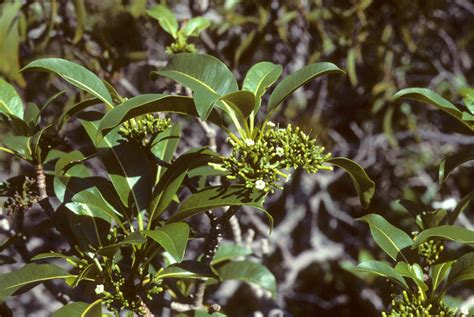 Rauvolfia Sandwicensis Apocynaceae