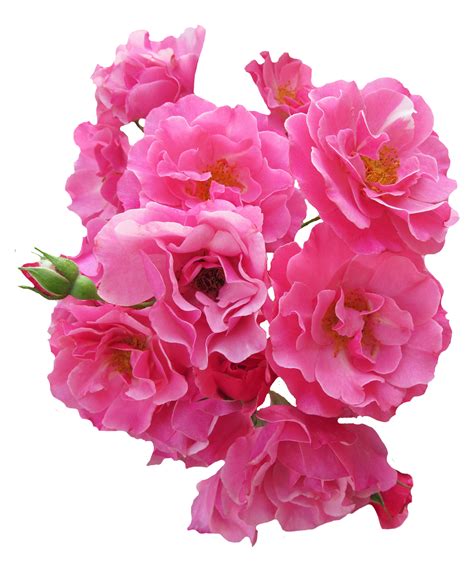 Bunch Pink Rose Flower PNG Image - PurePNG | Free transparent CC0 PNG png image