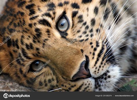Leopard Face Close Up 1600x1171 Wallpaper