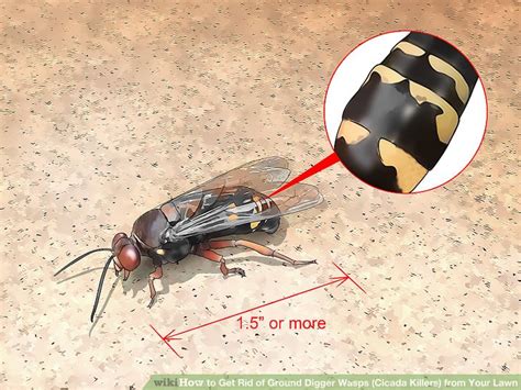 How To Get Rid Of Ground Digger Wasps Cicada Killers From Your Lawn