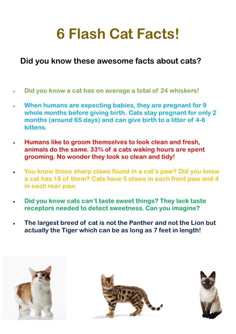 If you're watching this video, then we like your cattitude! Bath Cats and Dogs Home - Blog cat facts