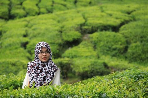 48 hour cameron highlands itinerary with the top things to do in cameron highlands on a short weekend holiday in malaysia | travel blog. 20 Aktiviti & Tempat Menarik Di Cameron Highlands [TERKINI ...