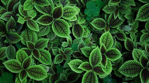 Hd Wallpaper Green Leafed Plant Photography Plants Leaves Green