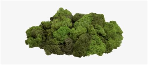 Download Clump Of Moss Transparent Png On Yellow Images 360° 501330